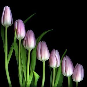 Meet your Posher, Astrid